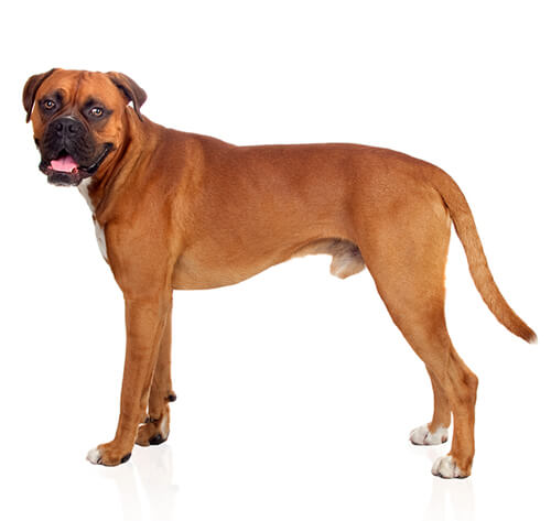 Bullenbeisser boxer hot sale